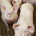 Befunddaten Schweinemast Befunddaten Schweinemast
