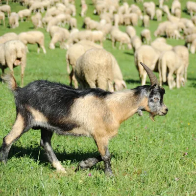 FUMI Andere Tierarten