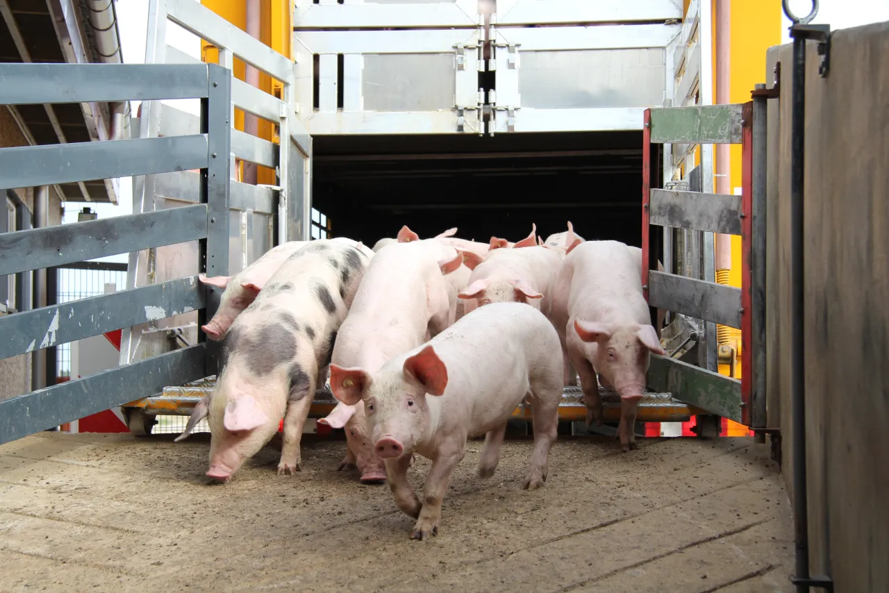 Schweine Transport Tierschutz Img