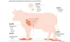 24 04 18 Monitoring Schlachtbefunddaten Rind Und Schwein Teaser