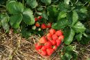 Erdbeere075- Erdbeere075-