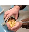 15 11 30 Revision Ad Hoc Monitoringplan Aflatoxin Mais Teaser 15 11 30 Revision Ad Hoc Monitoringplan Aflatoxin Mais Teaser