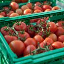 19 06 13 Notfallzulassung Für Tutavir Gegen Tomaten Miniermotten 19 06 13 Notfallzulassung Für Tutavir Gegen Tomaten Miniermotten