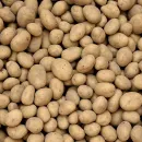 19 07 10 Zulassung Für Pflanzenschutzmittel Wirkstoff Chlorpropham Läuft Aus