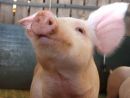 Ferkel Ferkel