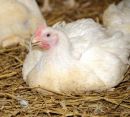 Huhn sitzend Huhn sitzend