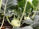 Kohlrabi Kohlrabi