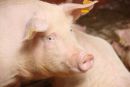 Qs Schwein 220 Qs Schwein 220