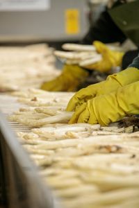 Erntefrischer Spargel wird auf seine Qualität geprüft und sortiert (Bildquelle: ad lumina Ralf Ziegler)
