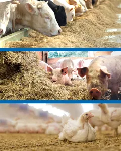24 05 17 Systemanforderungen LF Tierhaltung Serie