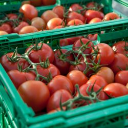 19 06 13 Notfallzulassung Für Tutavir Gegen Tomaten Miniermotten