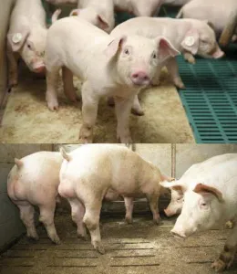 Männliche Jungtiere, die in die Ebermast gehen, kommen um einen chirurgischen Eingriff herum. Gleiches gilt für die Immunokastration: Die Schweine erhalten während der Mast zwei Impfungen. Erst mit der zweiten Gabe werden sie zum Kastraten, bis dahin behalten sie das typische Verhalten eines Ebers. Der Impfstoff Improvac, für den vorerst noch Patentschutz besteht, blockiert die Hodenfunktion und damit die Produktion des unerwünschten Geruchsstoffs Androstenon. Trotz Verhaltens- und Hodenkontrolle lässt sich wie in der Ebermast nicht ganz ausschließen, dass Stinker auftreten.