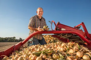 QS Landwirt Butzen bei der Zwiebelernte