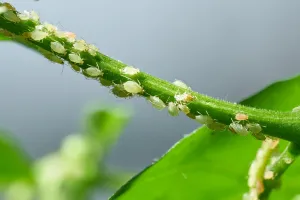 Salix-Extrakte haben eine hemmende Wirkung auf das Wachstum von Blattläusen