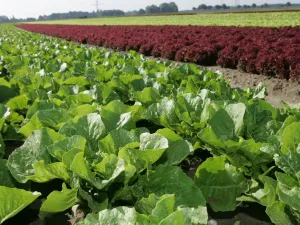 Salat Auf Dem Feld