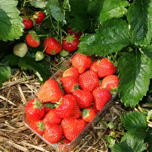 16 06 21 Erdbeeren Mit Sicherheit