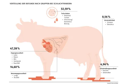 24 04 18 Monitoring Schlachtbefunddaten Rind Und Schwein